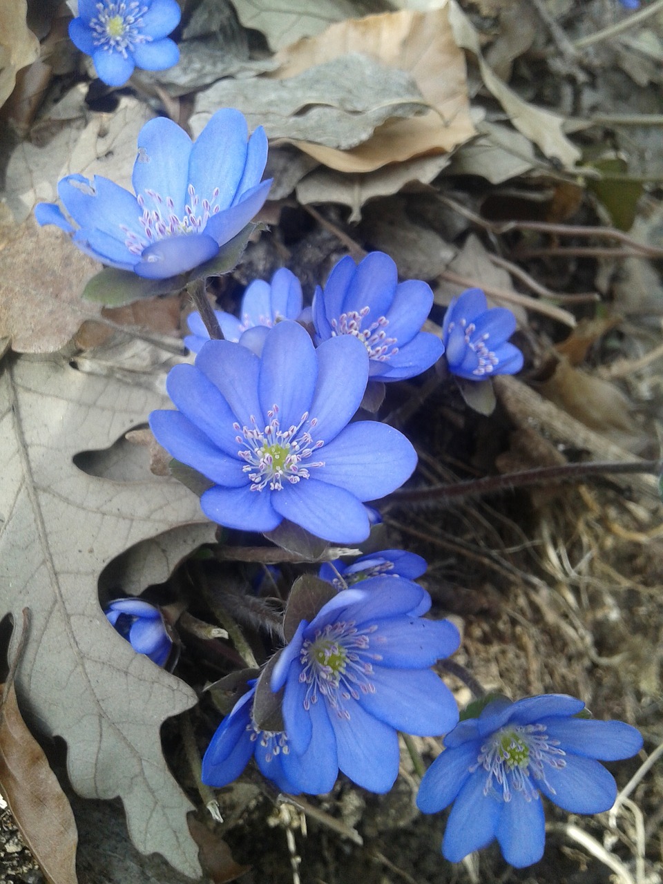 nature flora flower free photo