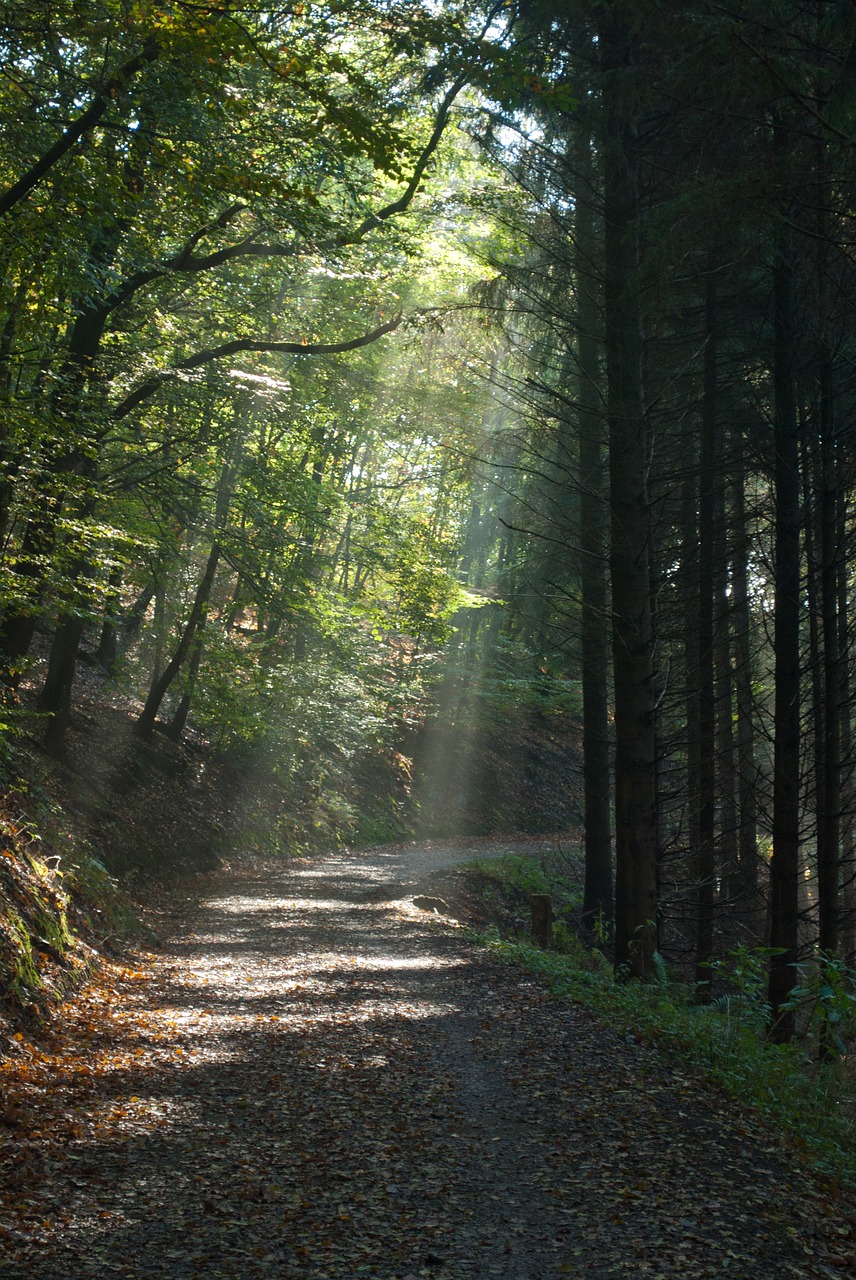 nature wood tree free photo