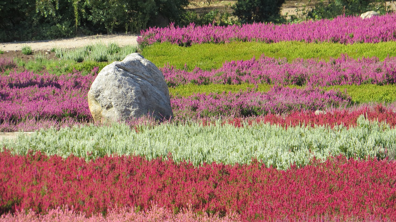 nature flower field free photo