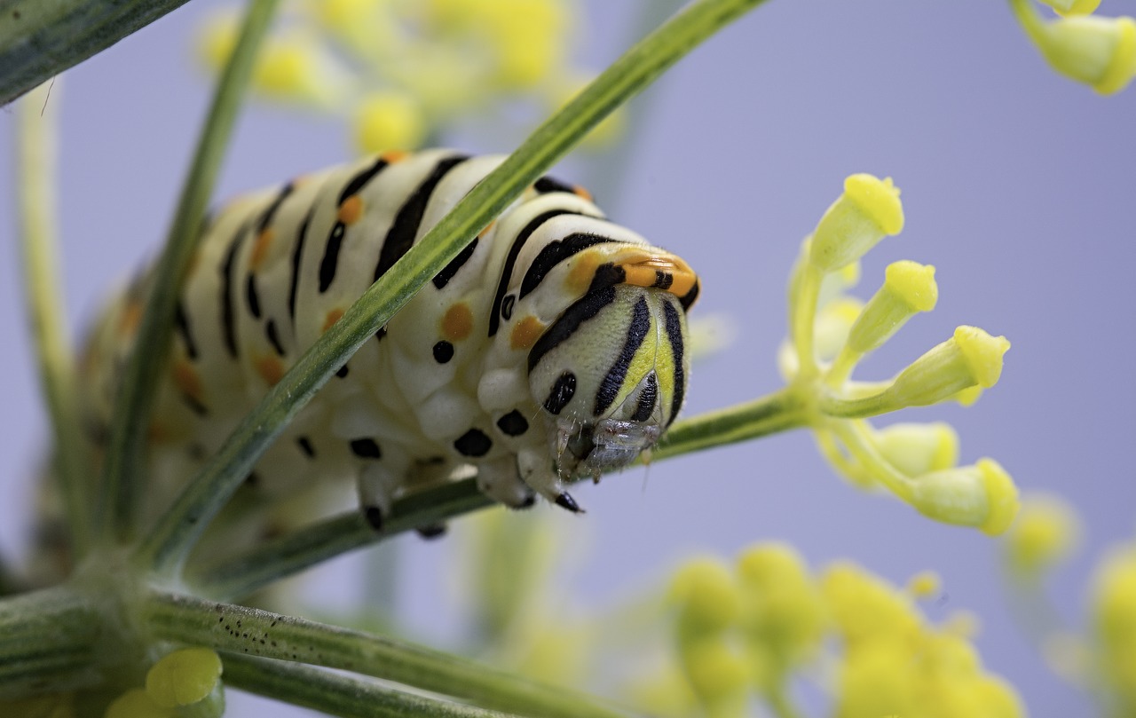 nature insect plant free photo