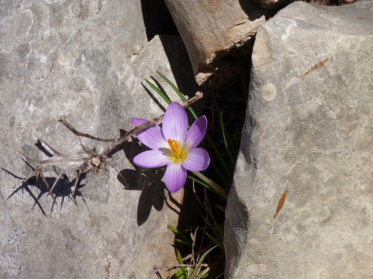 nature flower plant free photo