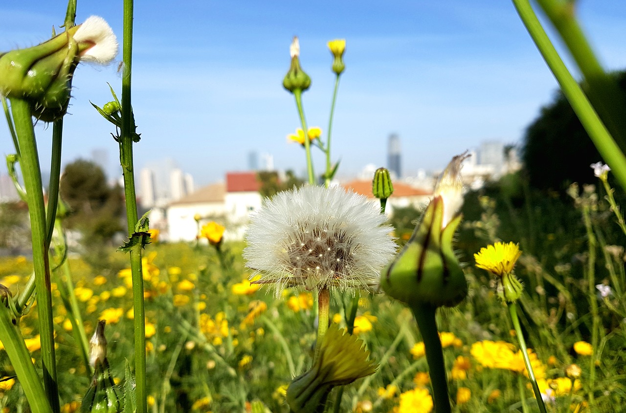 nature flower flora free photo