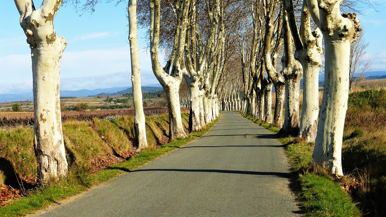 nature france tree free photo