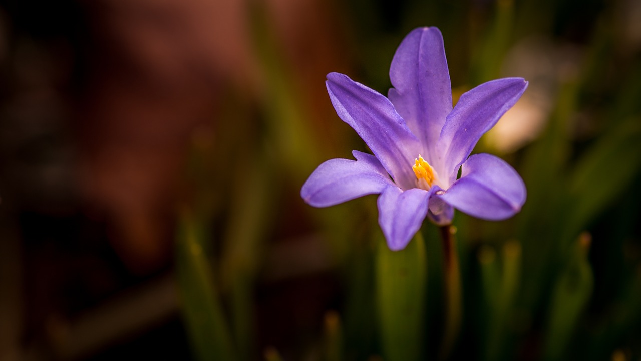 nature plant petal free photo