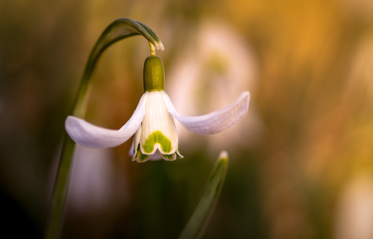 nature plant outdoor free photo