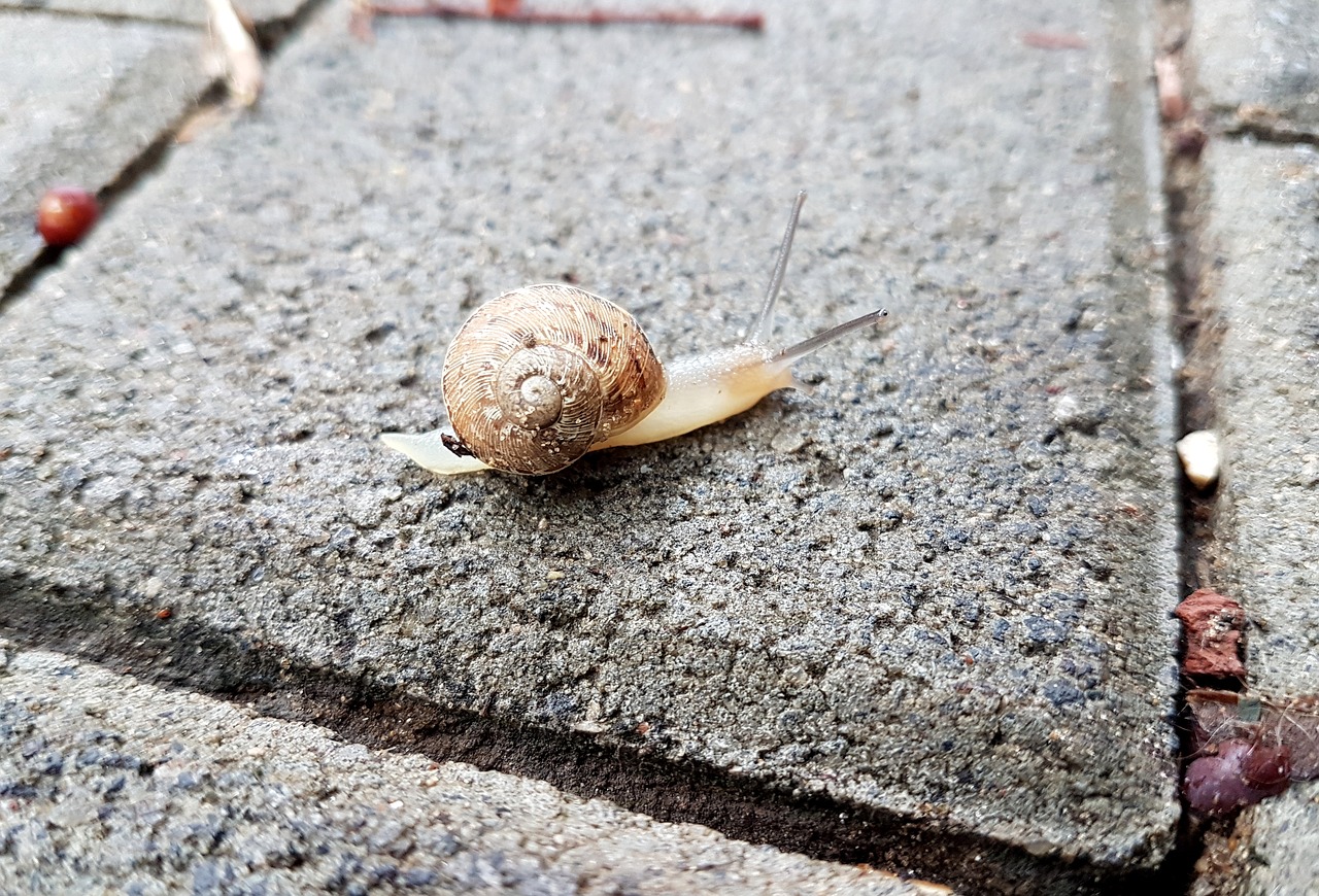 Шелл камень. Slug Shell.