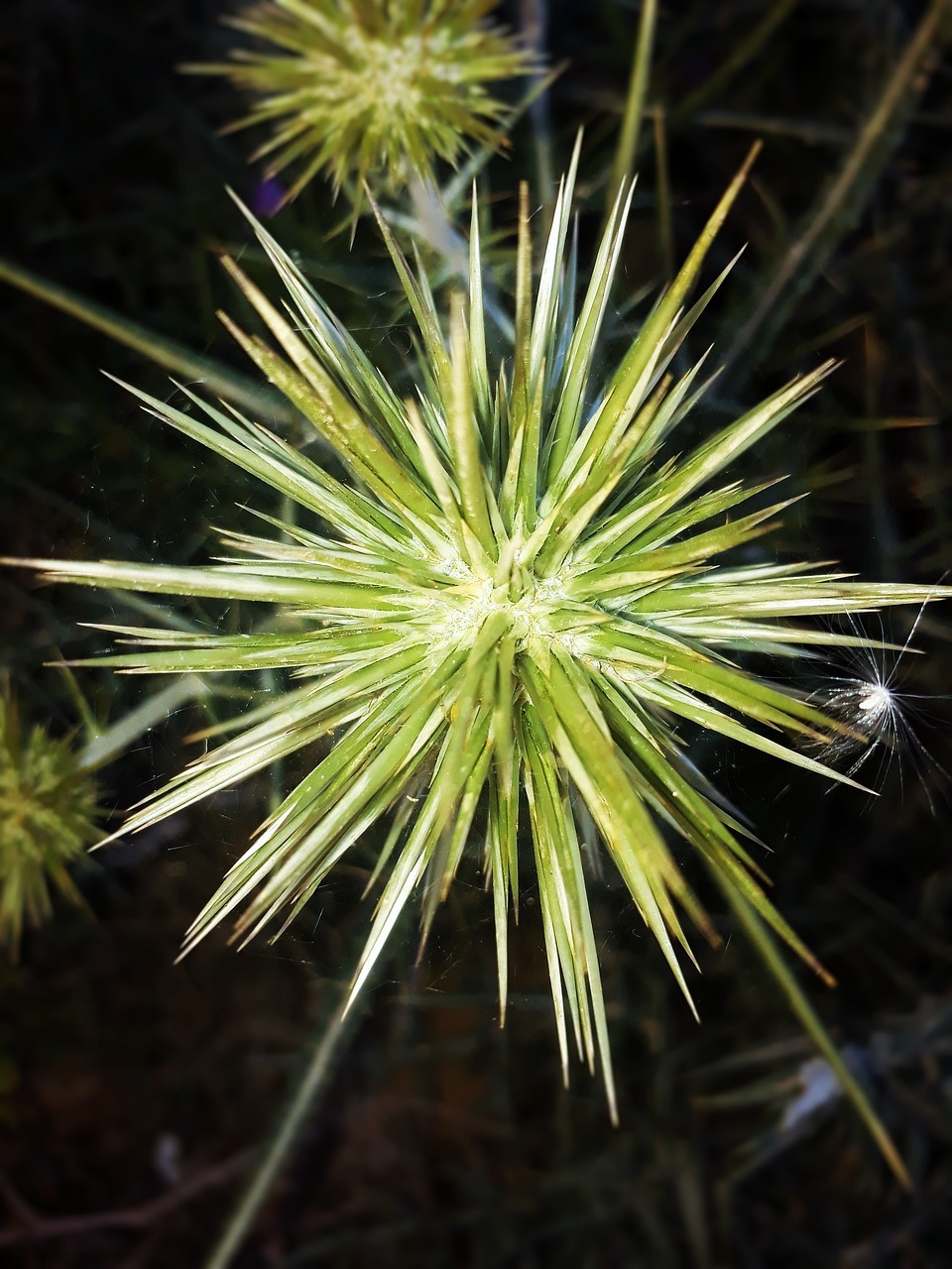 nature plant flower free photo