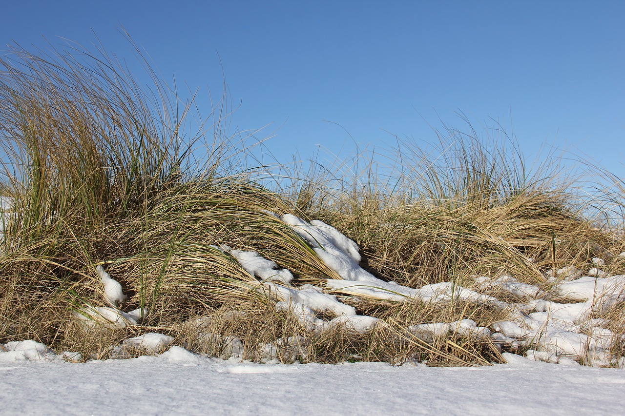 nature winter snow free photo