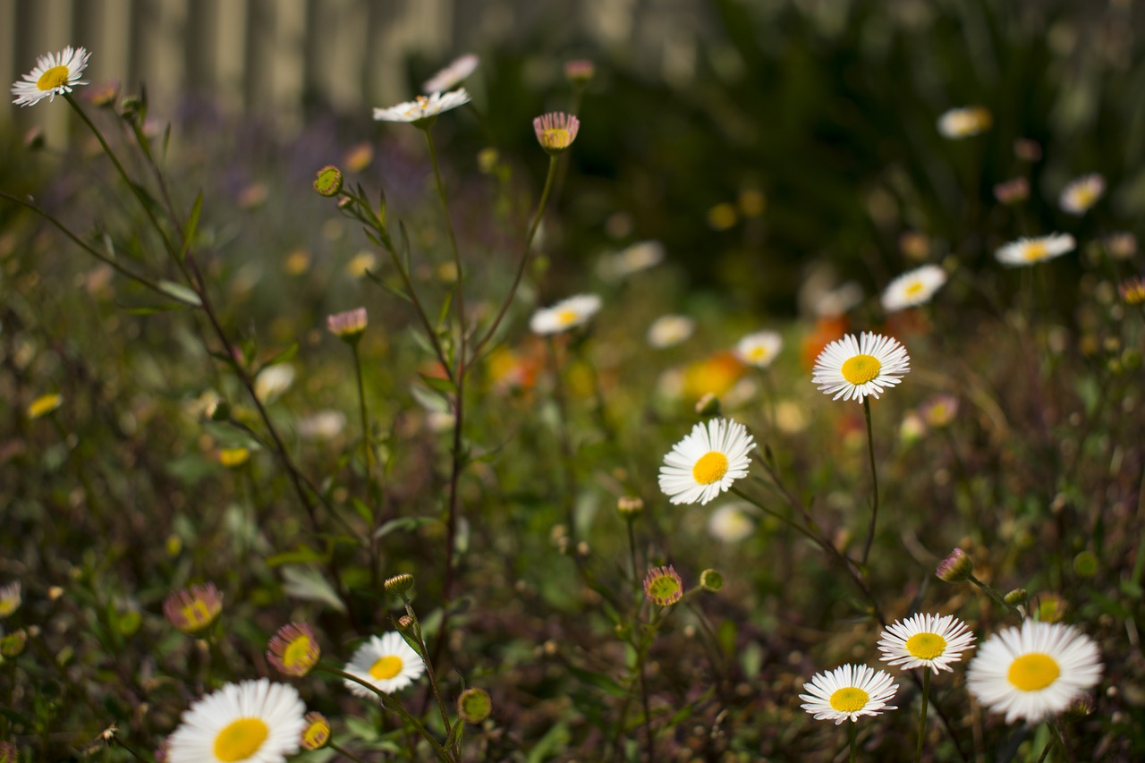 nature flower flora free photo