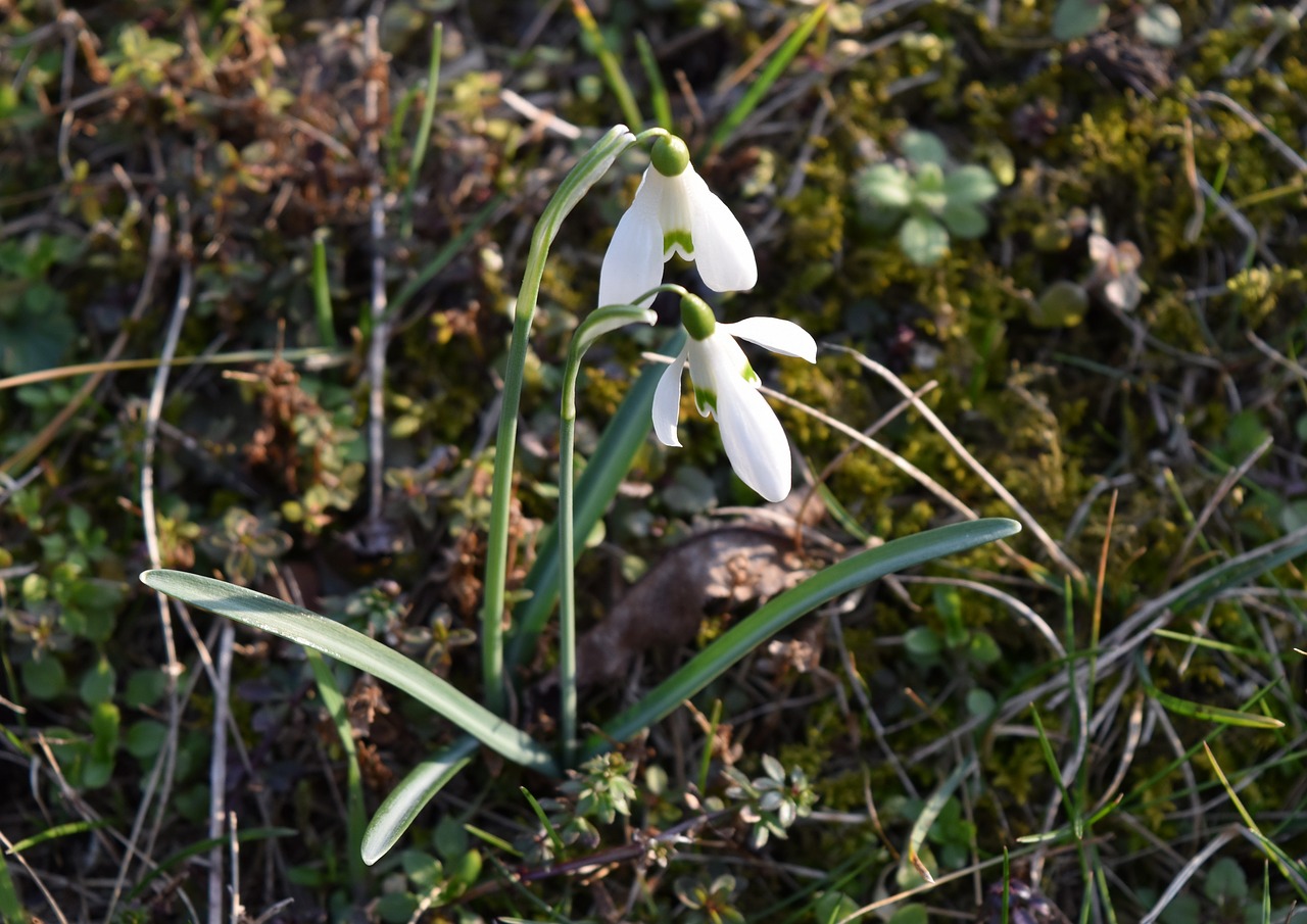 nature flower plant free photo