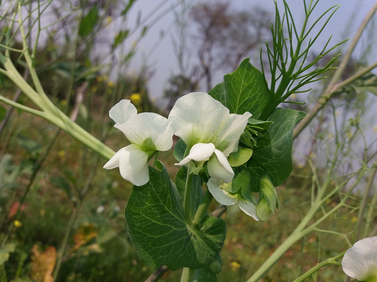 nature flora flower free photo