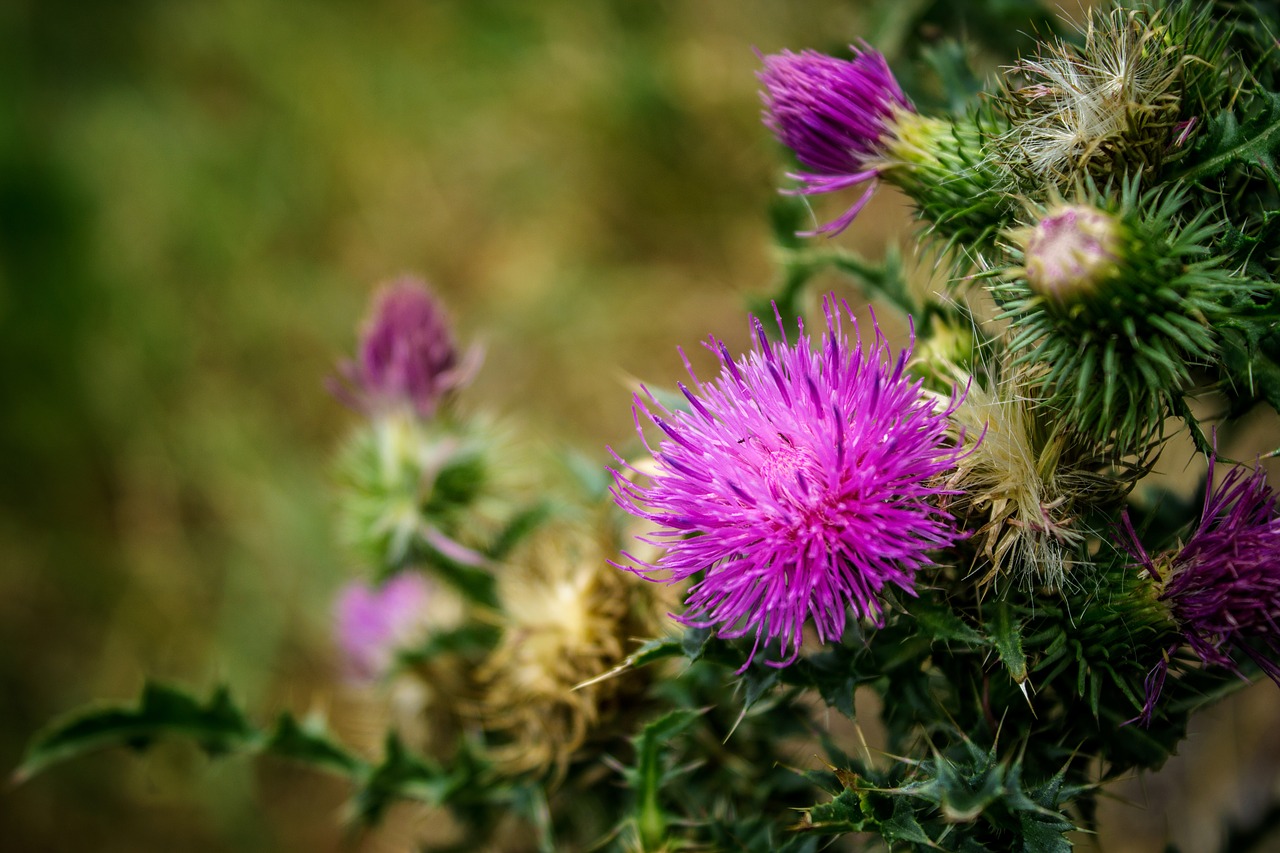 nature plant flower free photo