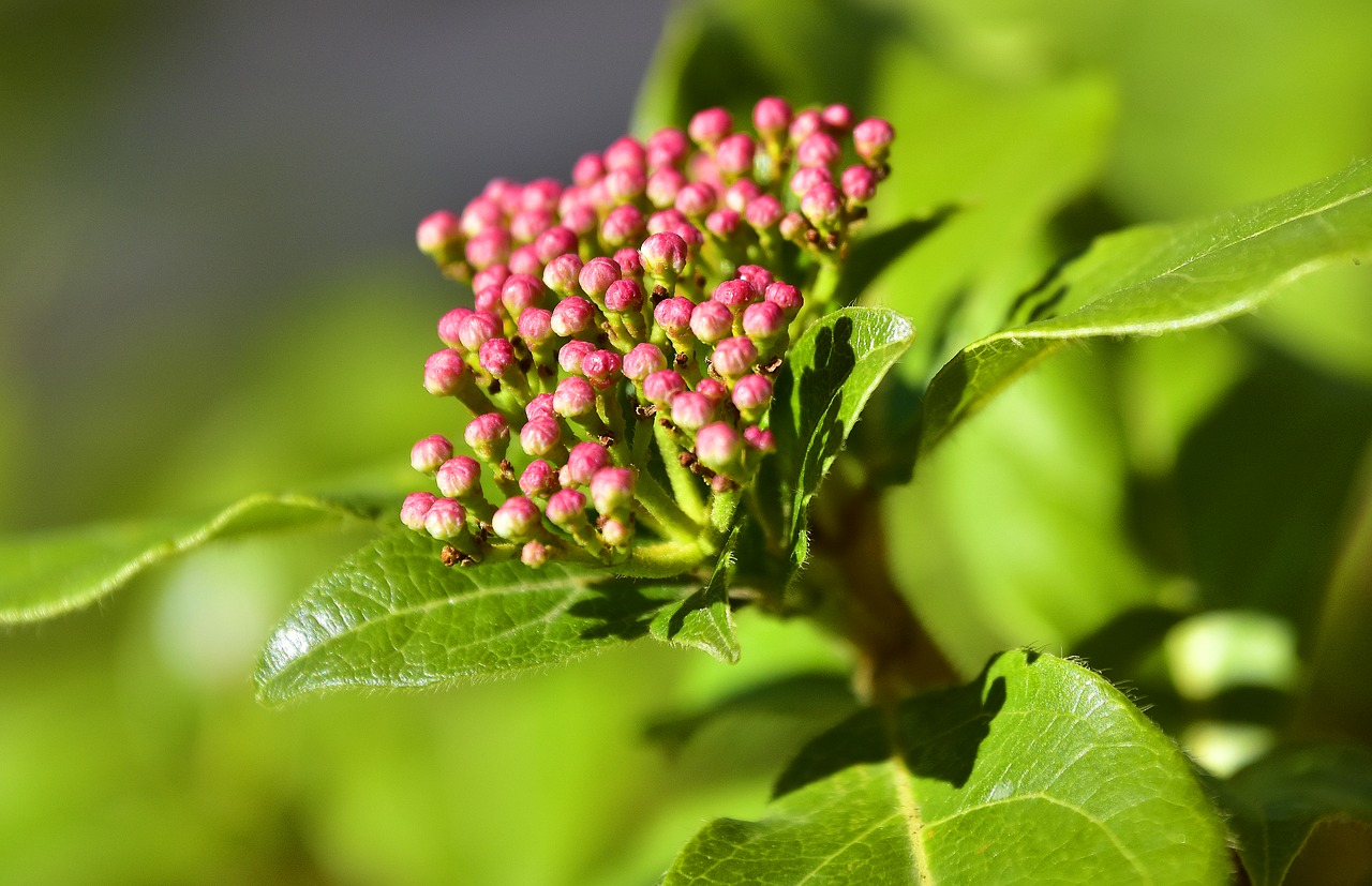 nature leaf plant free photo