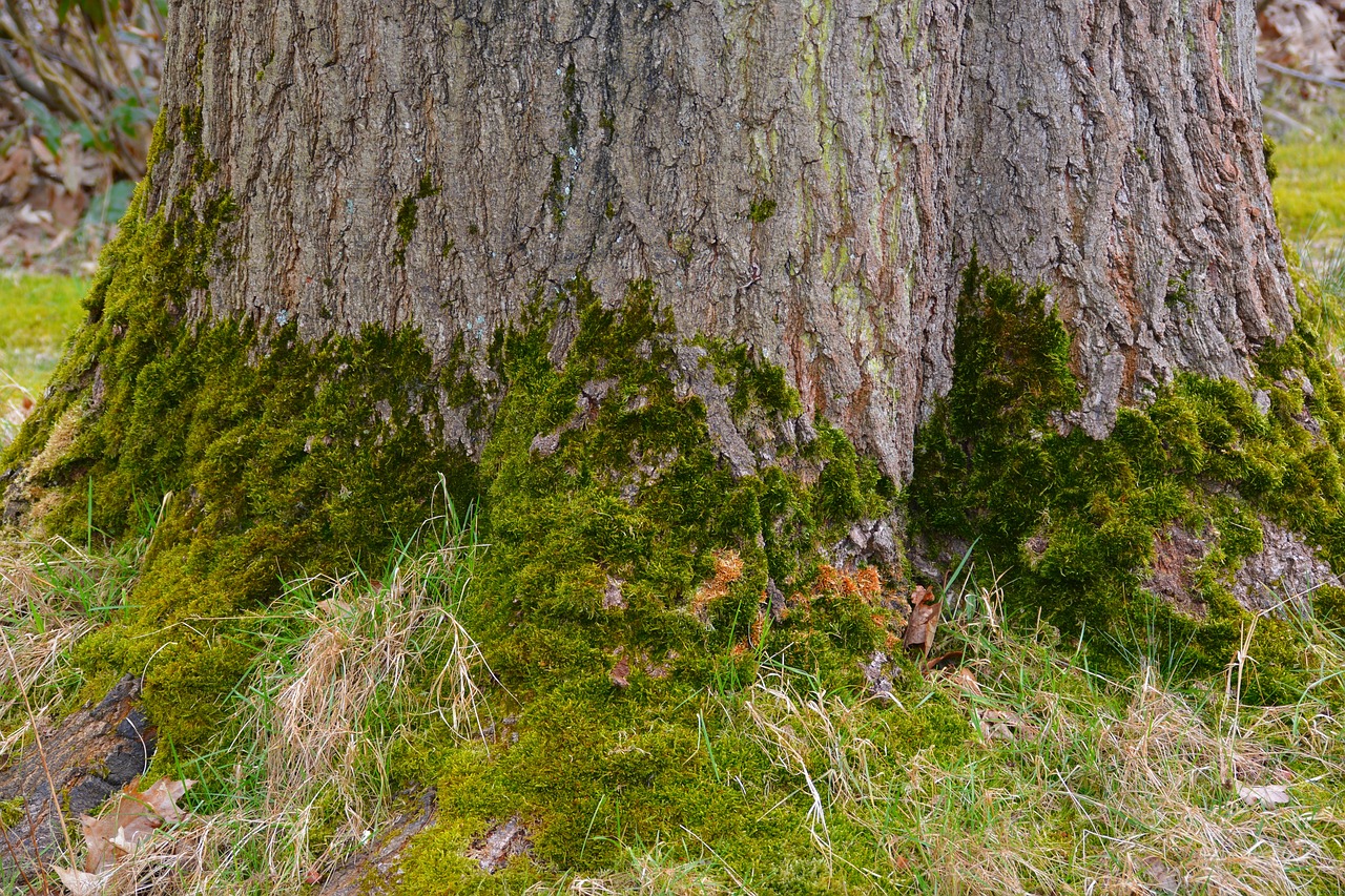 nature wood tree free photo