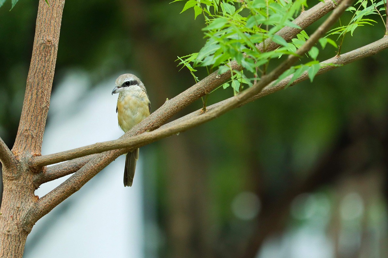 nature outdoors tree free photo