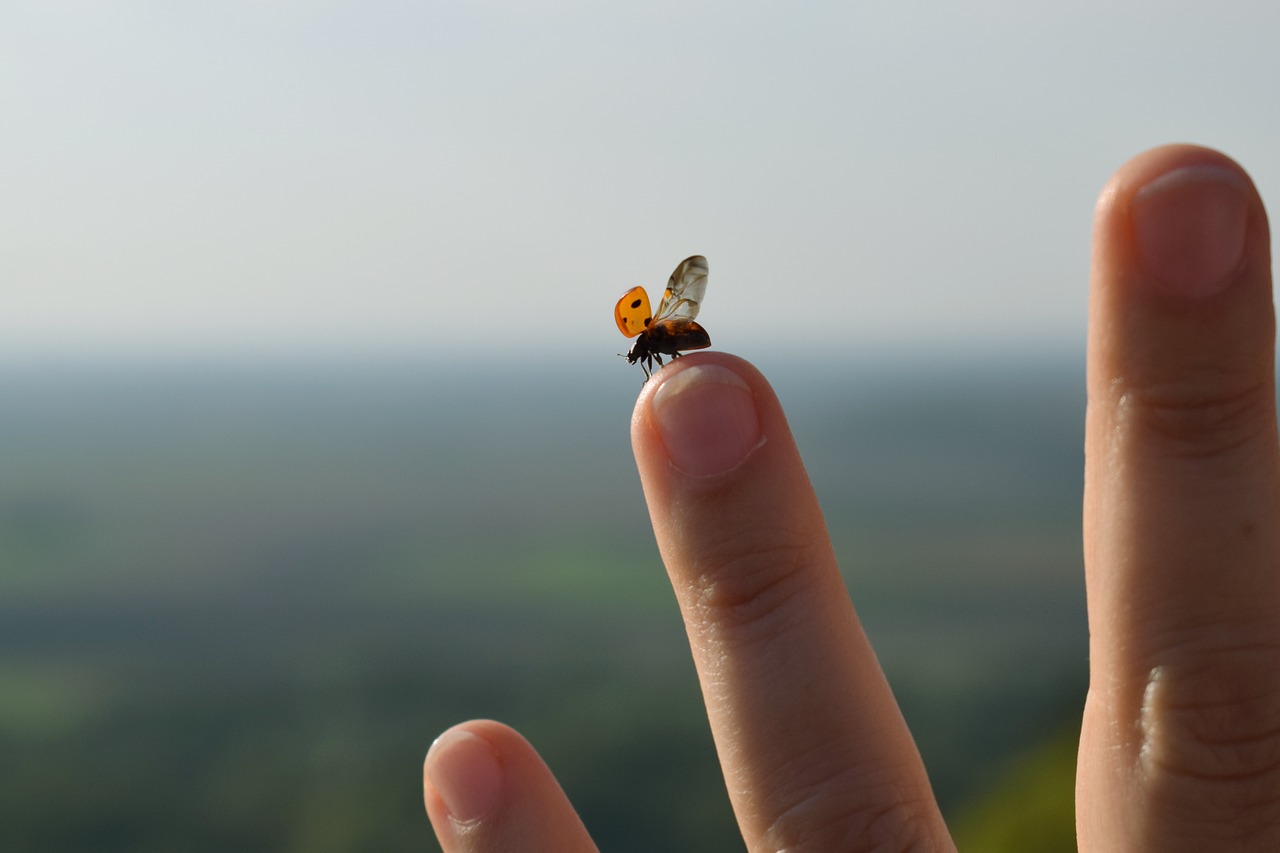 nature hand outdoors free photo