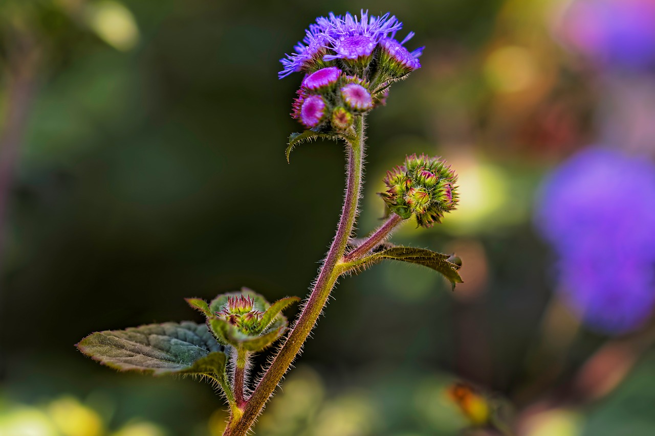 nature flower plant free photo