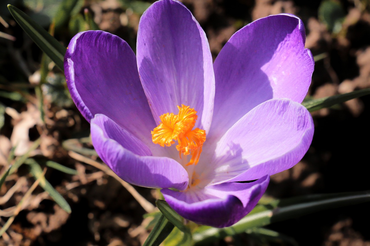 nature flower plant free photo