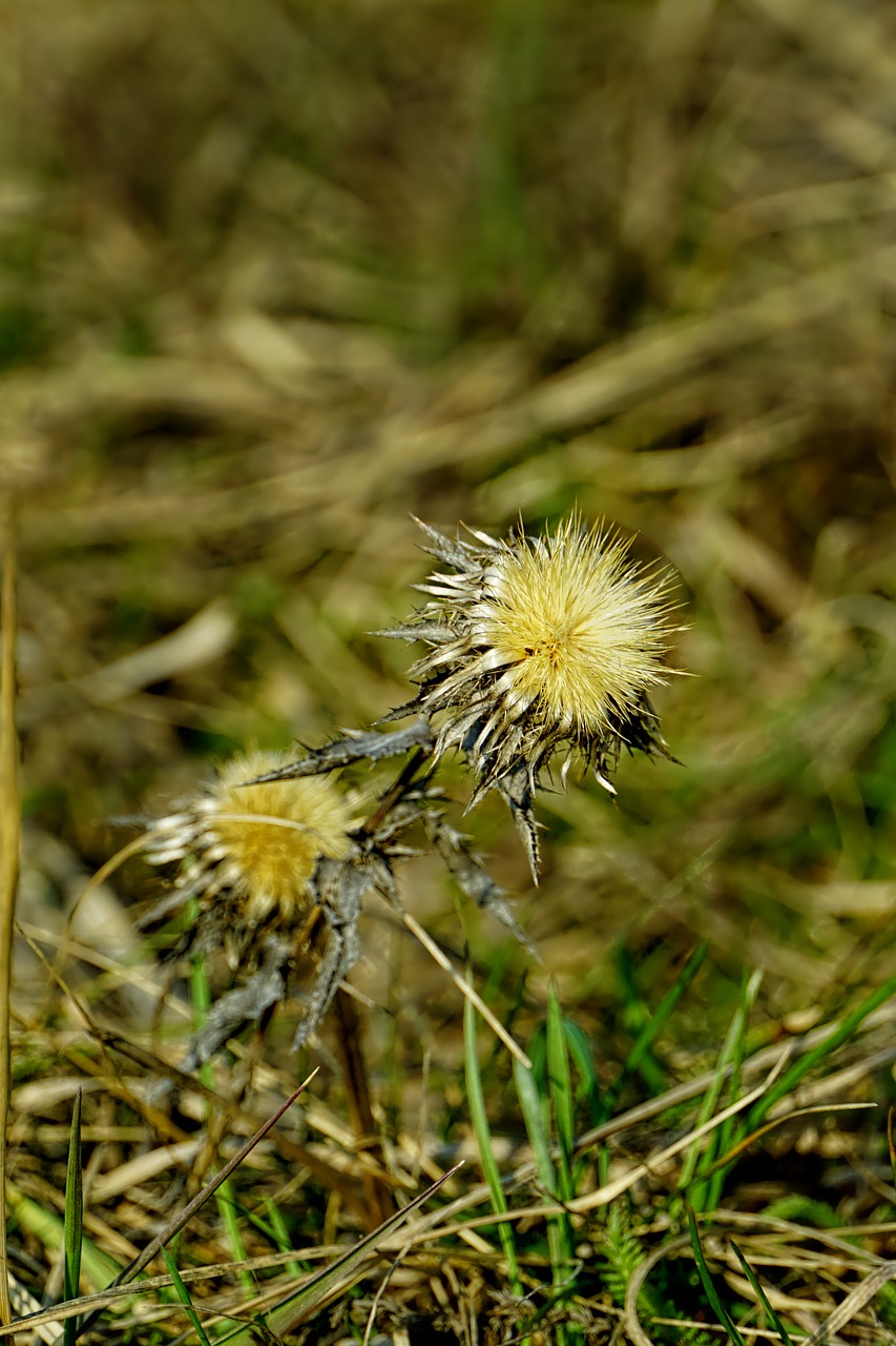 nature plant grass free photo