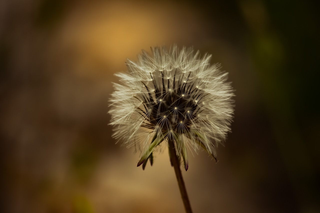 nature flora flower free photo