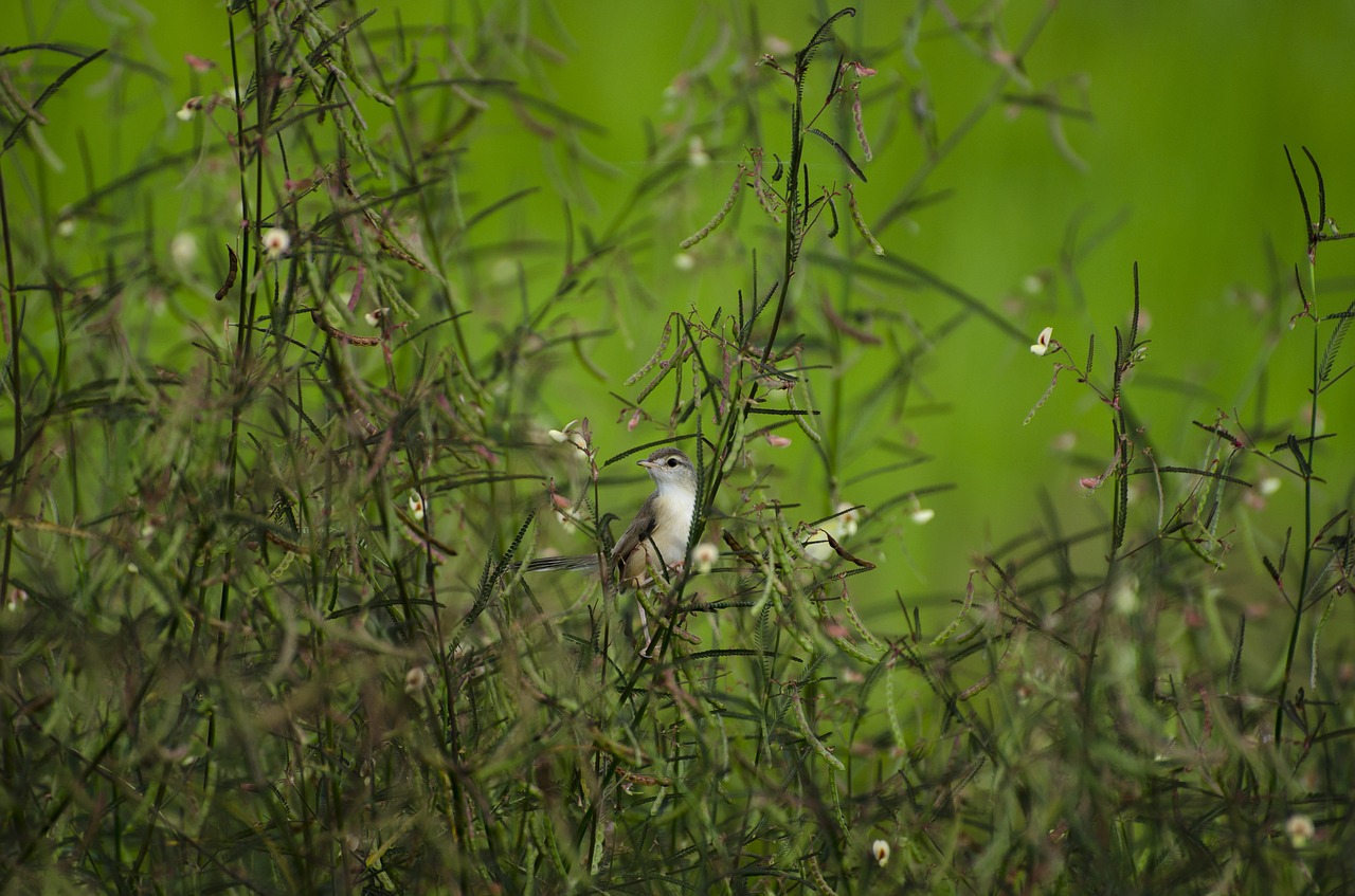 nature bird tree free photo