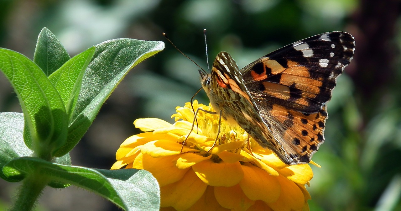 nature butterfly day insect free photo