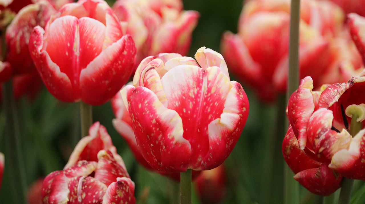 nature tulip garden free photo