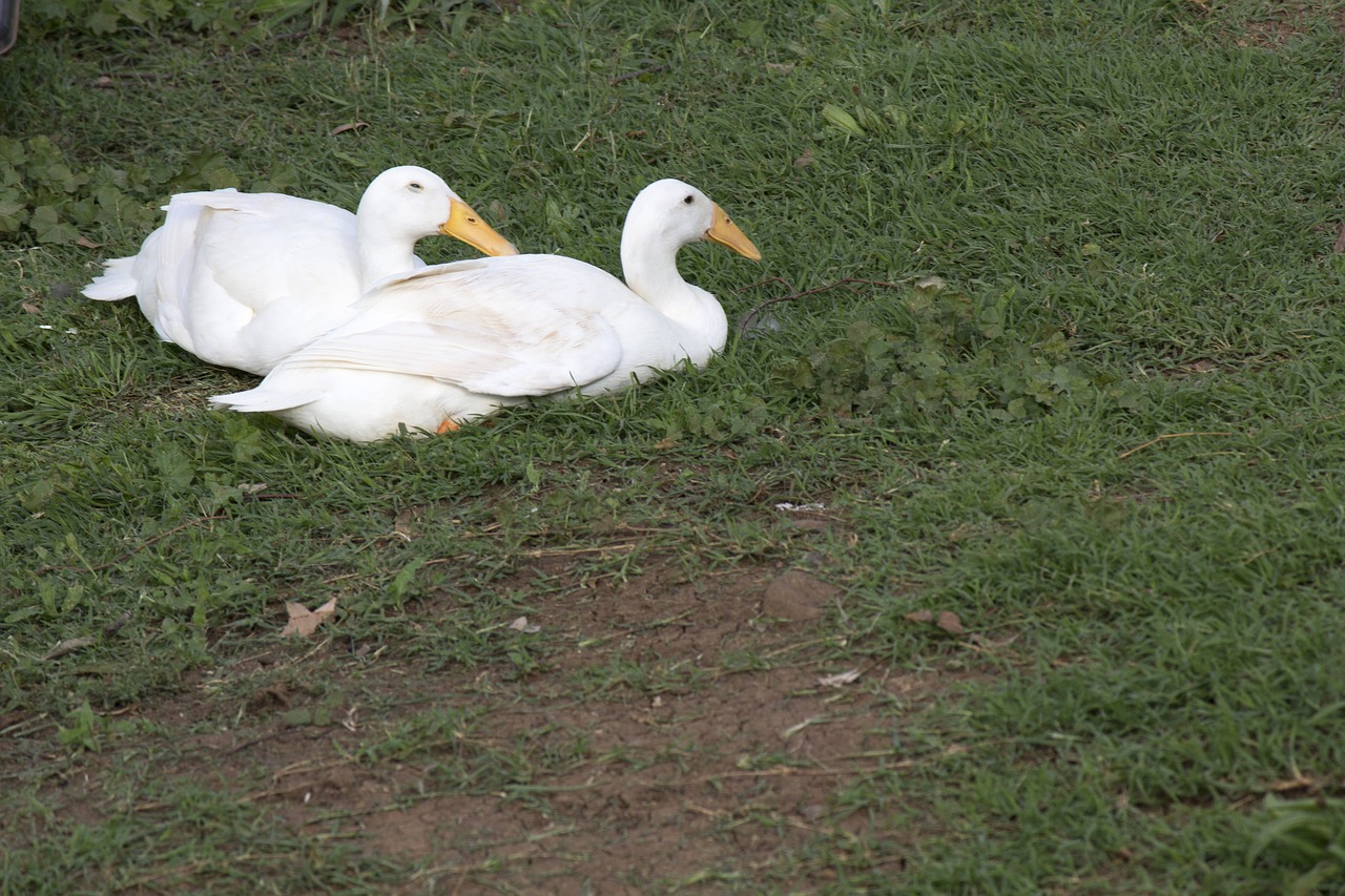 nature bird animal free photo