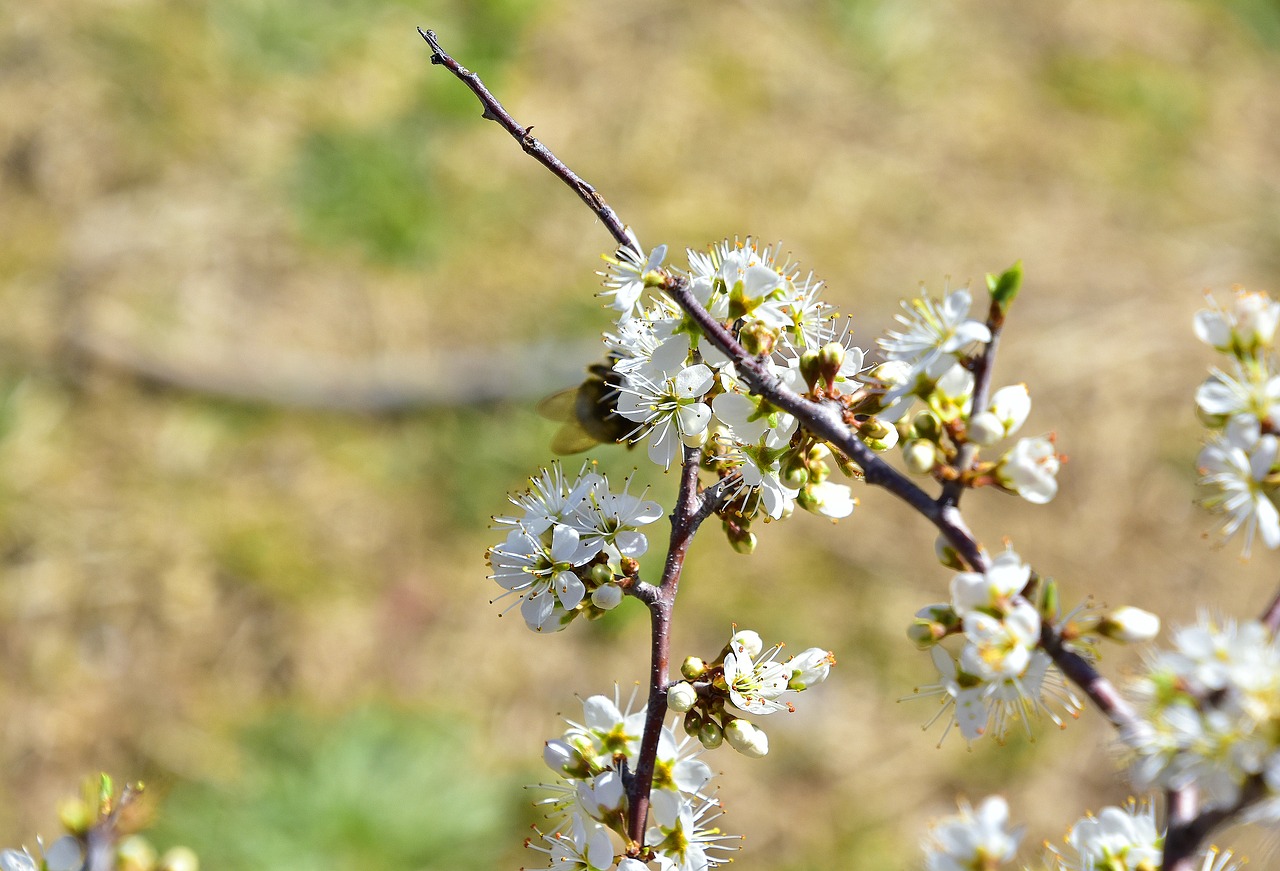 nature plant flower free photo