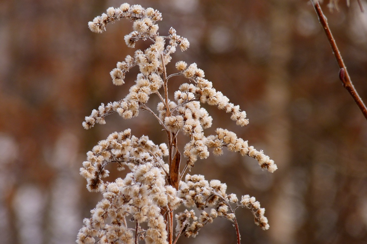 nature winter frost free photo