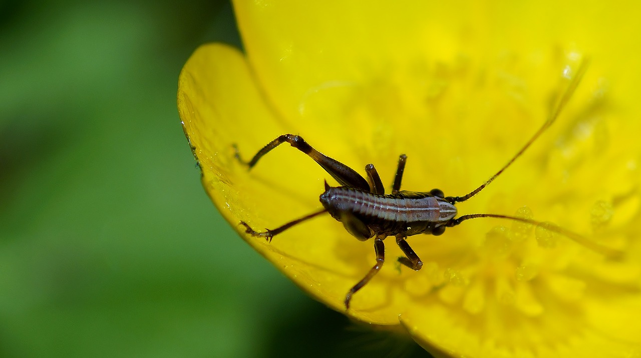 nature plant insect free photo