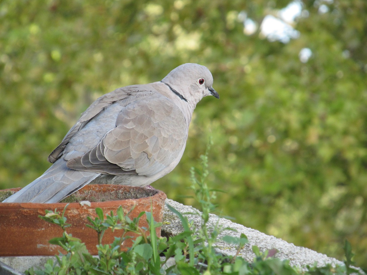 nature bird wildlife free photo