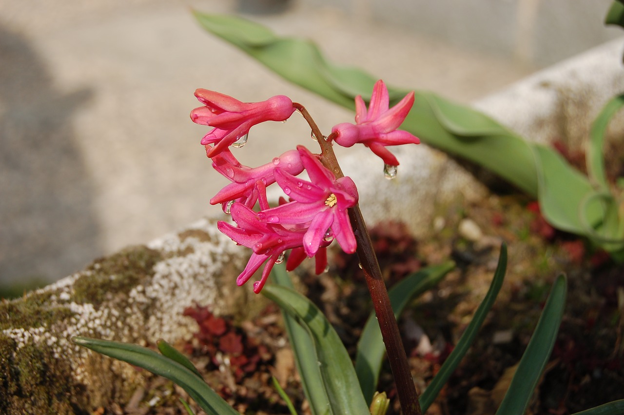 nature flower leaf free photo