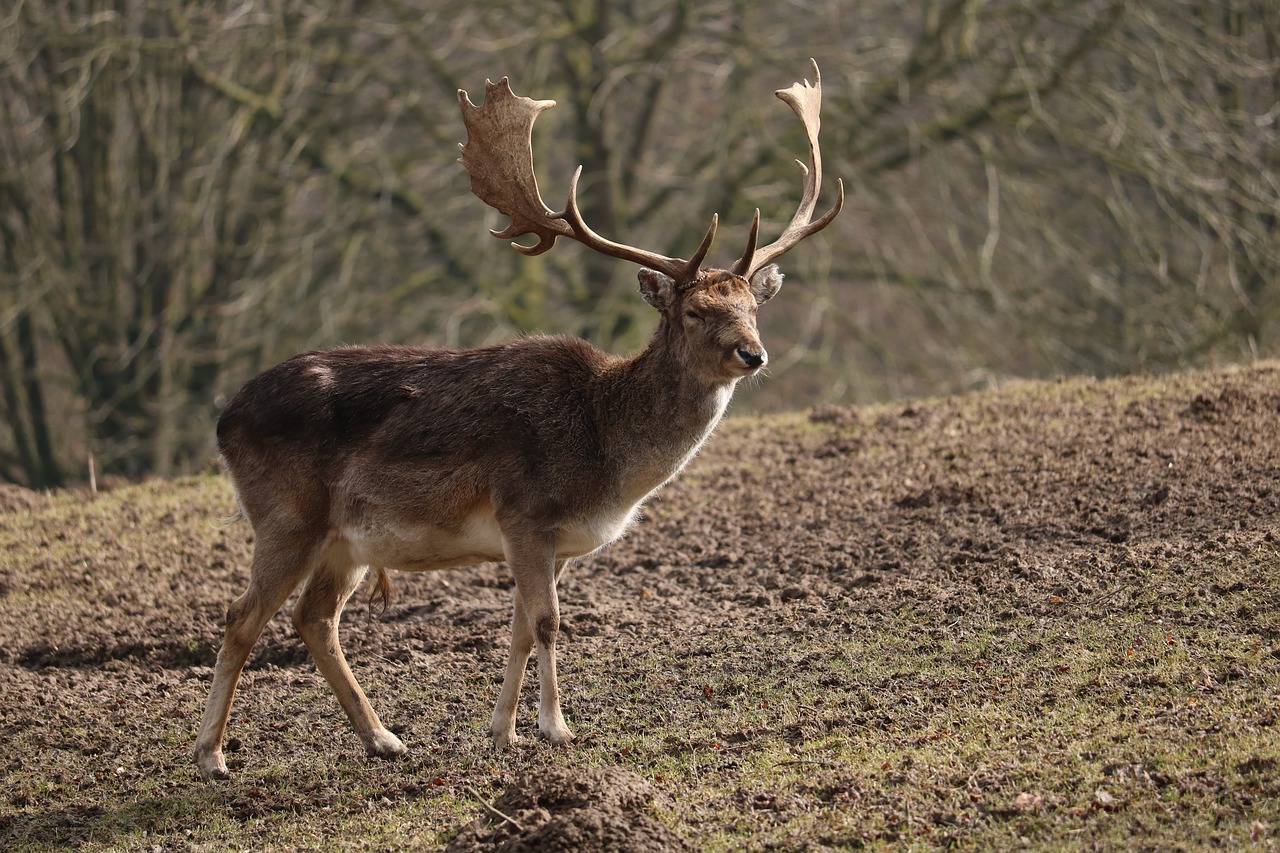 nature hirsch animal free photo