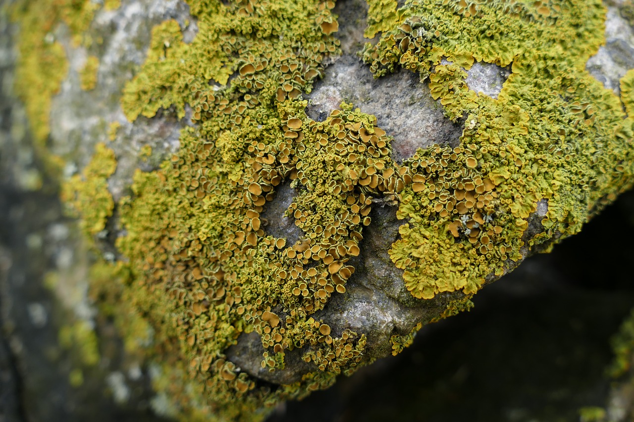 nature lichen rock free photo