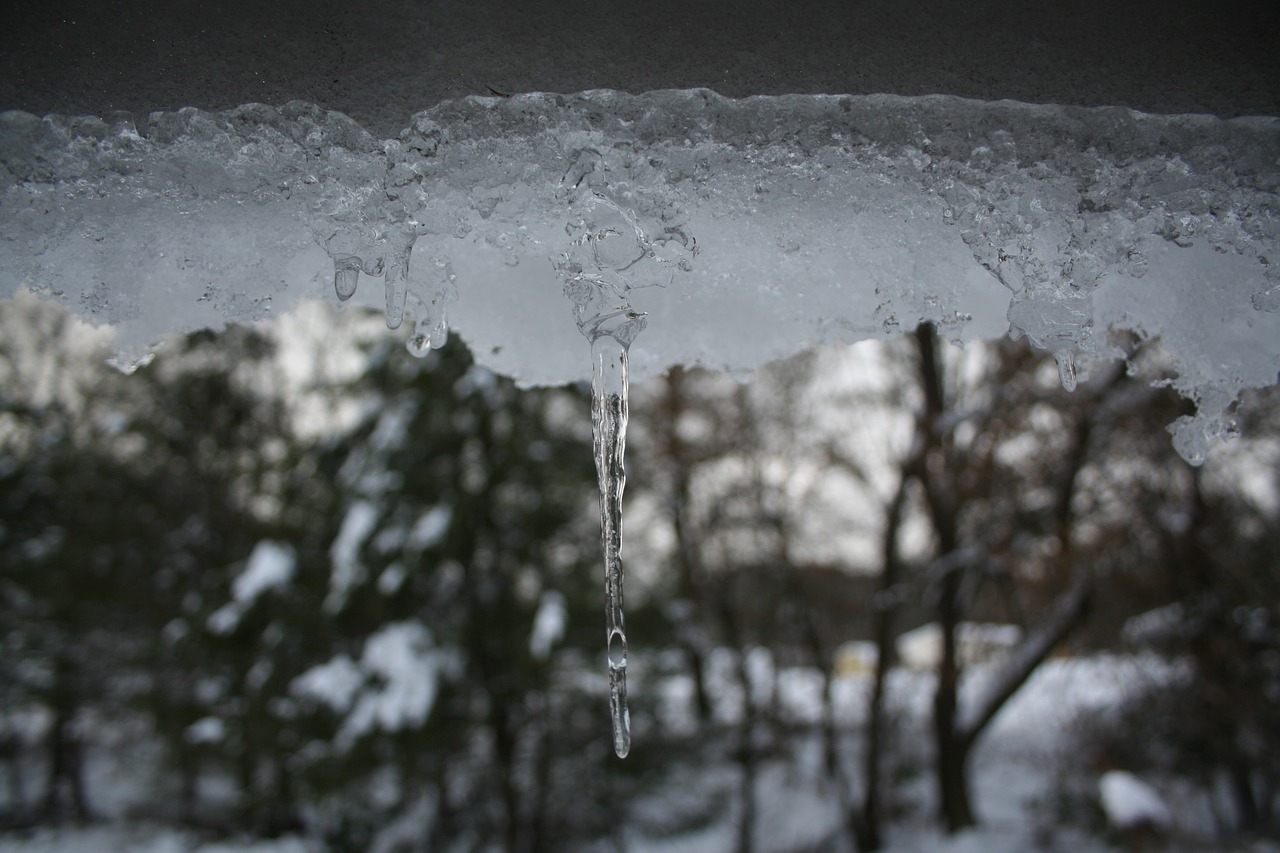 nature tree snow free photo