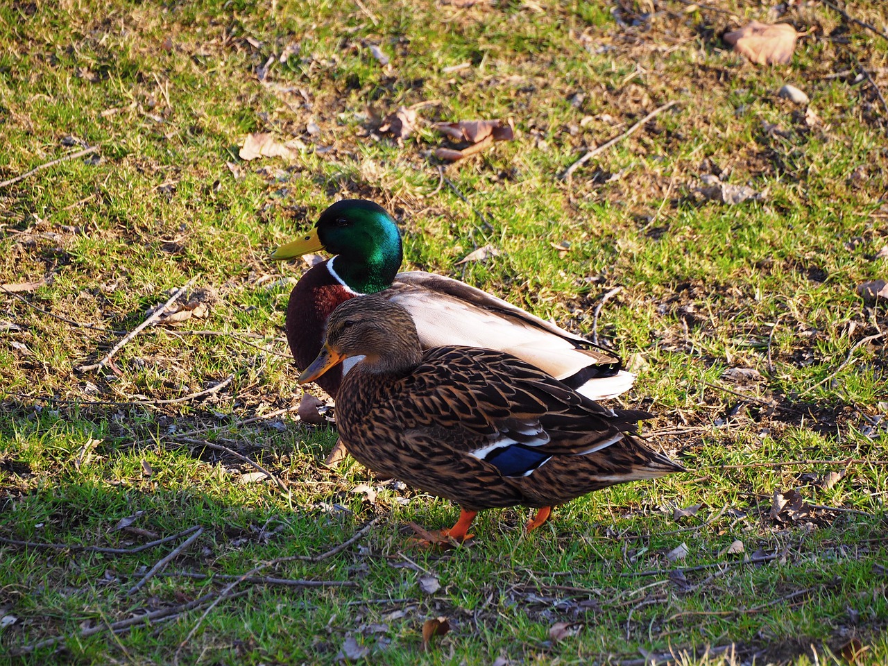 nature ducks water bird free photo