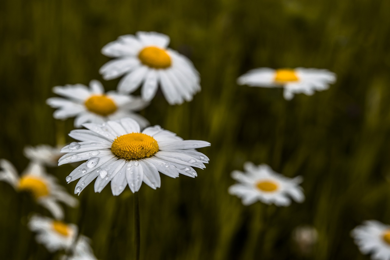 nature flower flora free photo