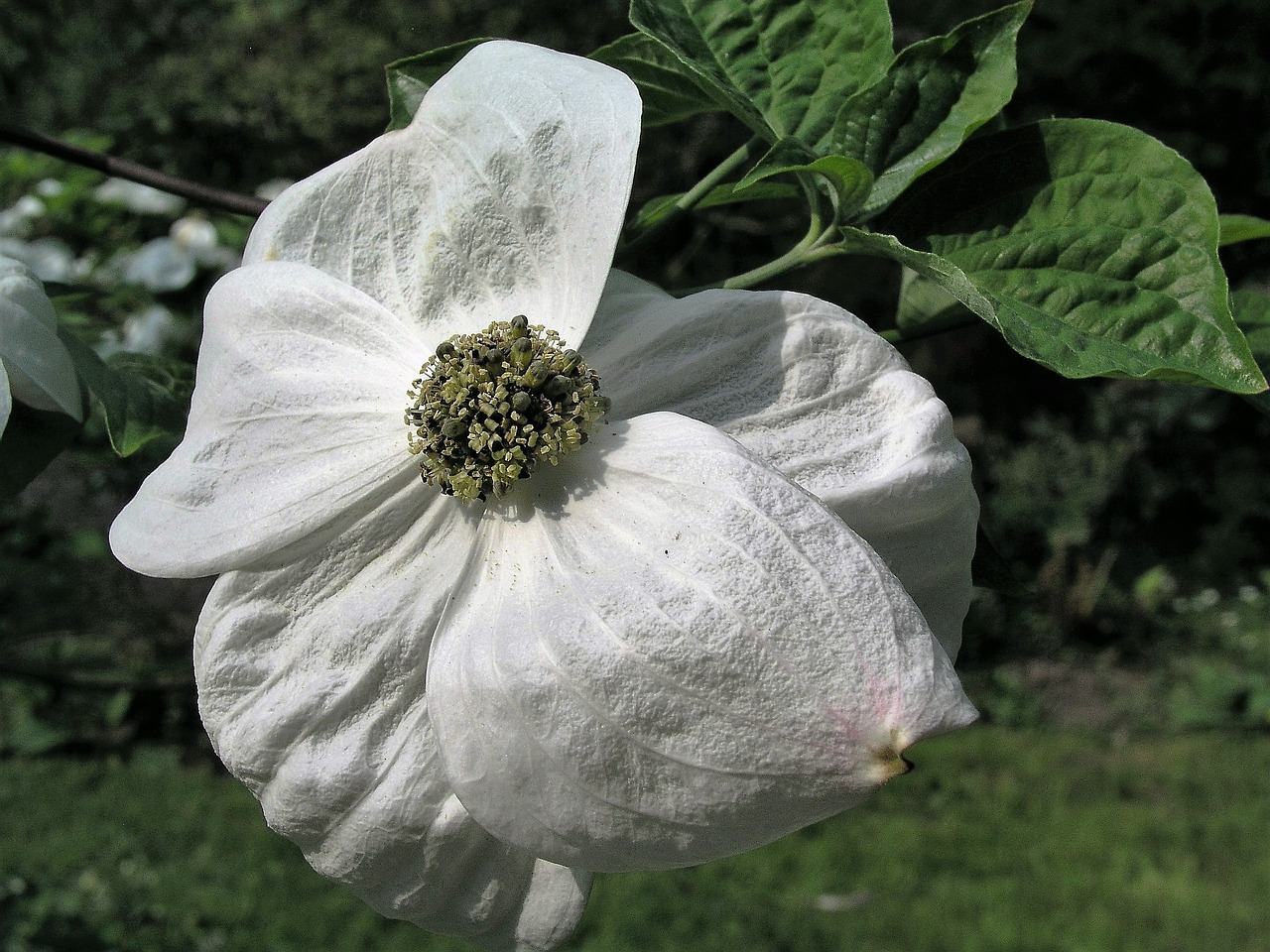 nature flower flora free photo