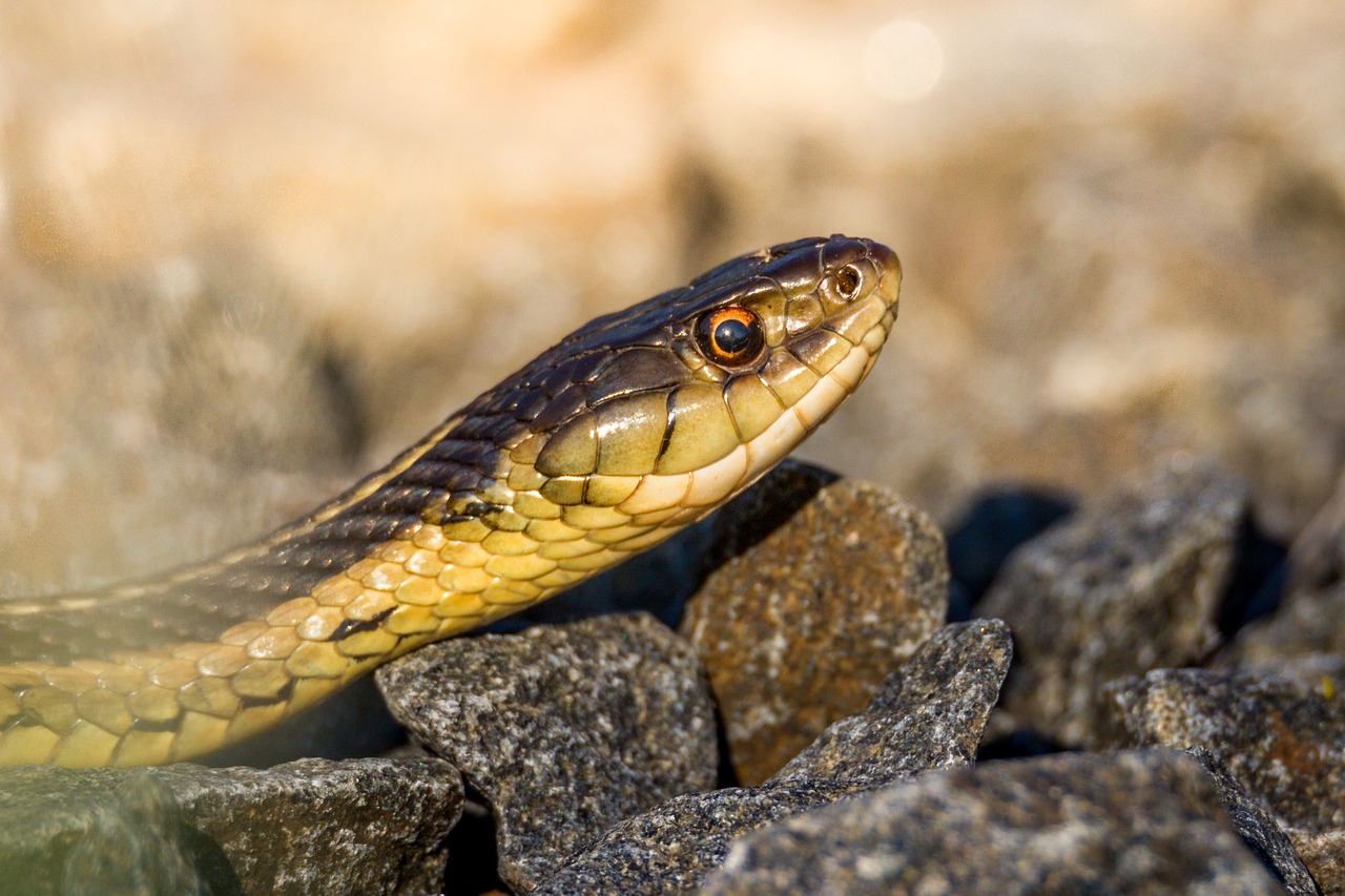 nature snake reptile free photo