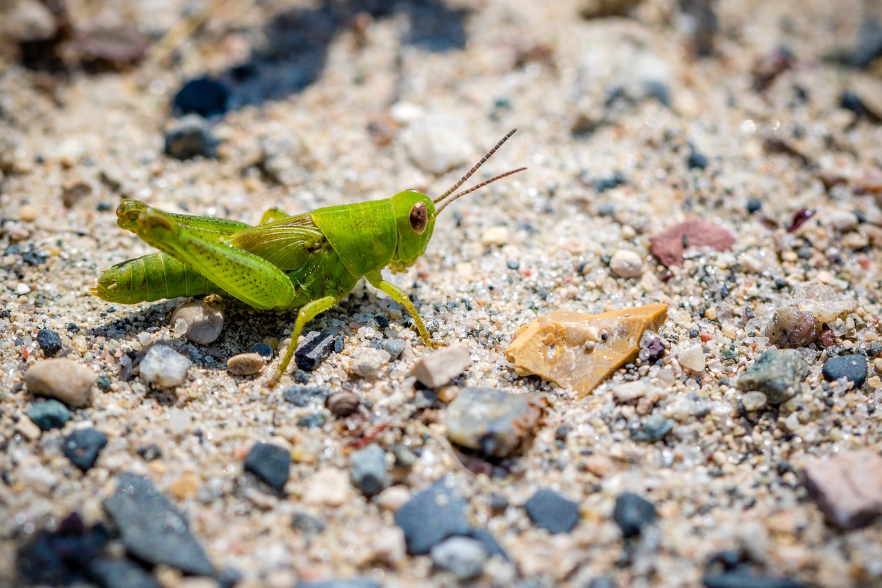 nature little grasshopper free photo