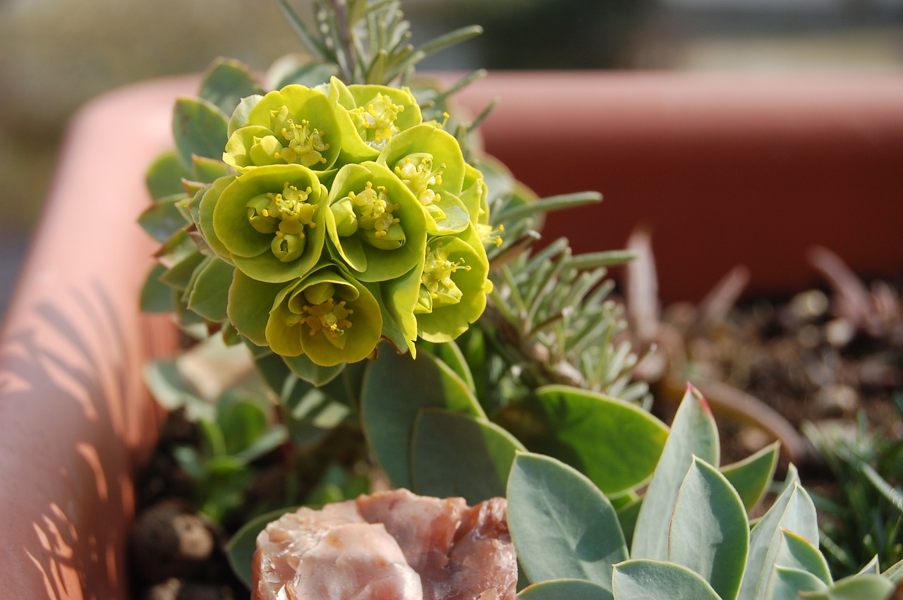 nature yellow flowers spring free photo