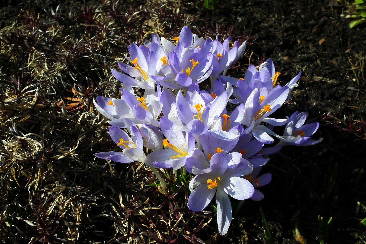 nature flower crocus free photo