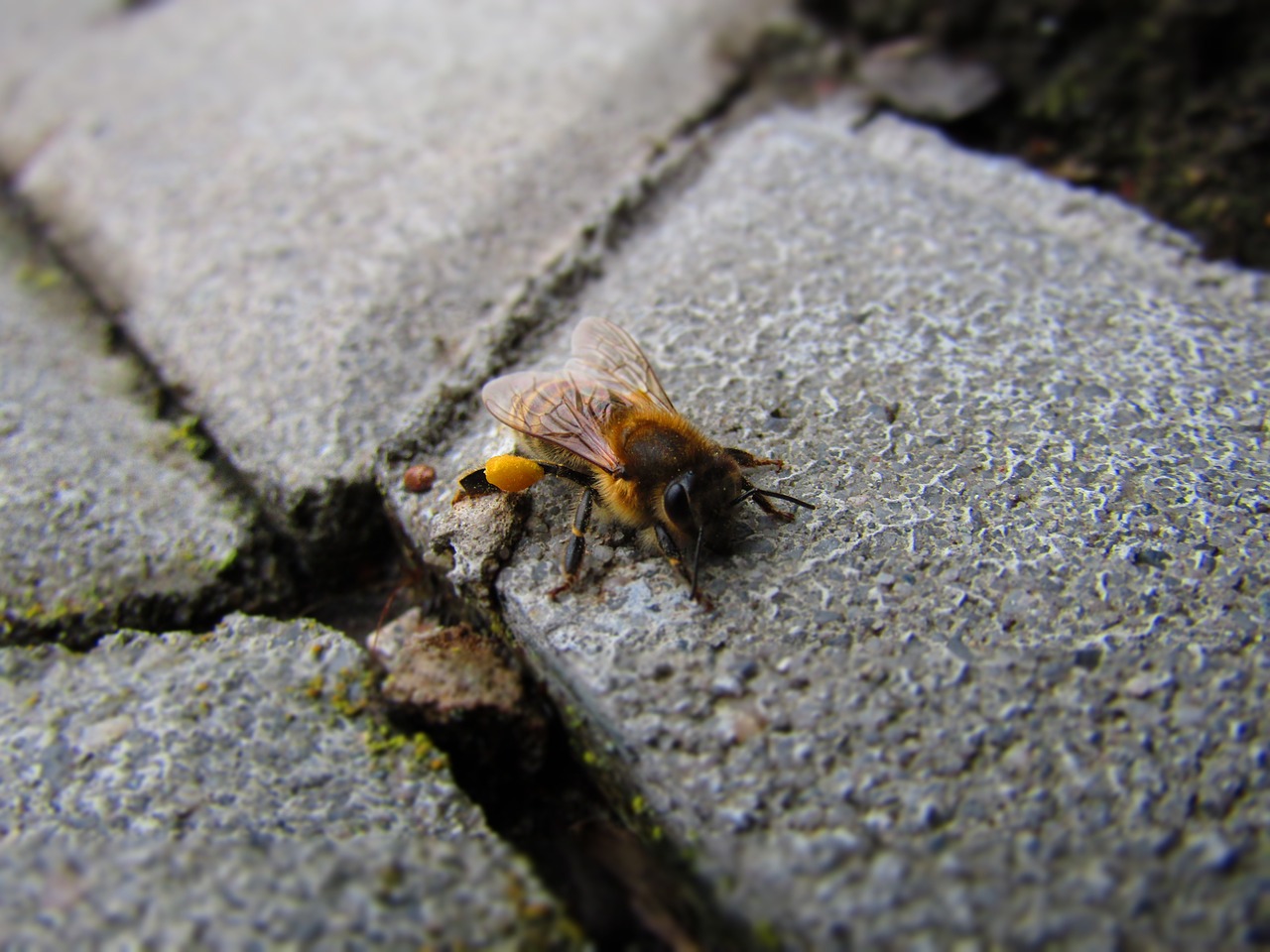 nature insect closeup free photo