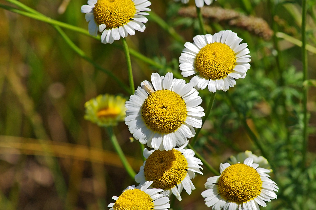 nature plant summer free photo