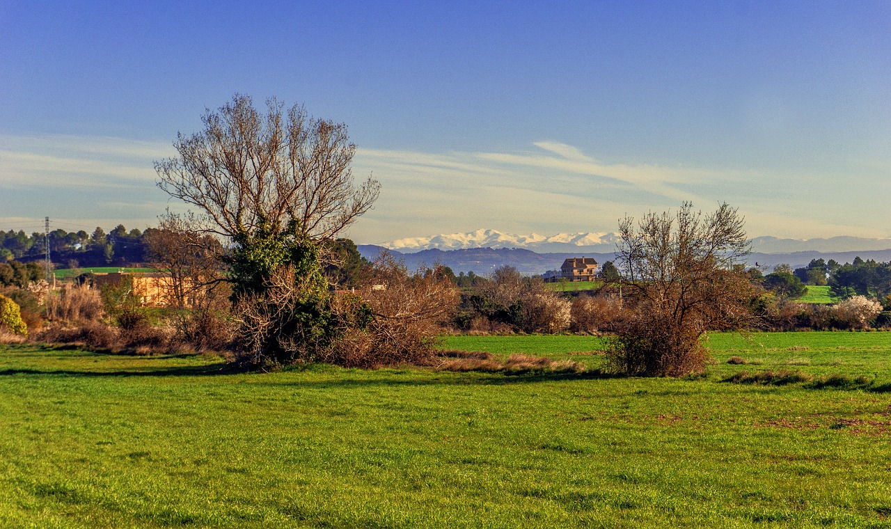 nature lawn tree free photo