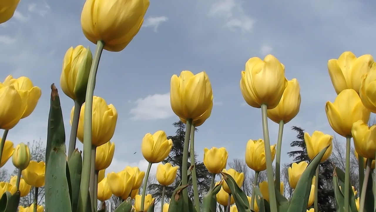 nature tulip plant free photo