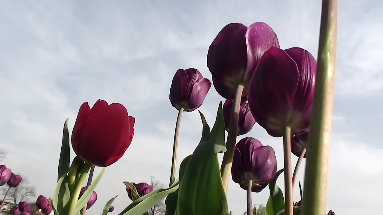 nature flower tulip free photo