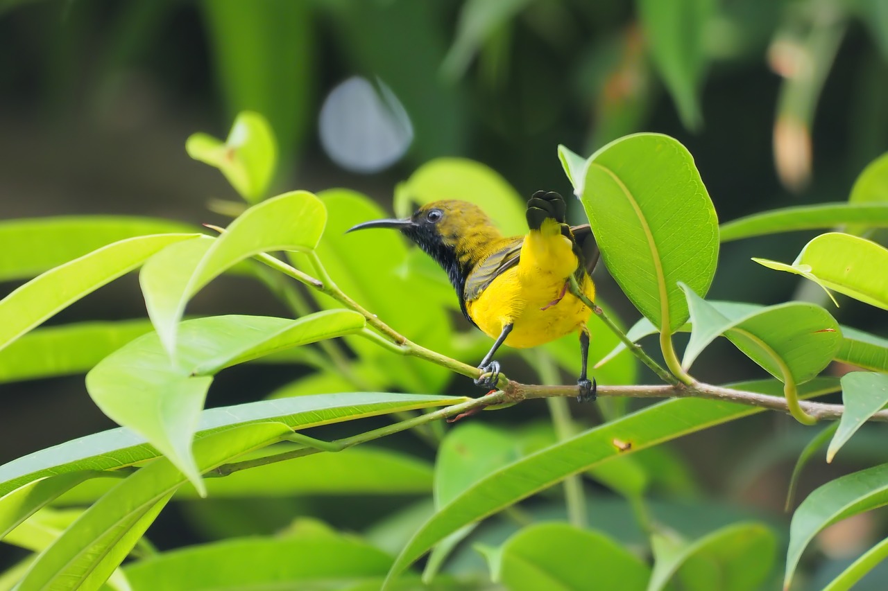 nature leaf flora free photo