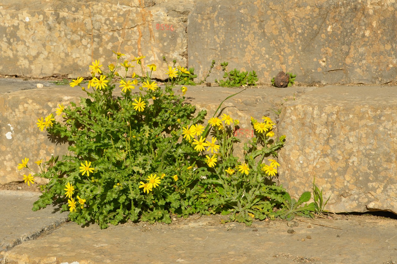 nature flower plant free photo